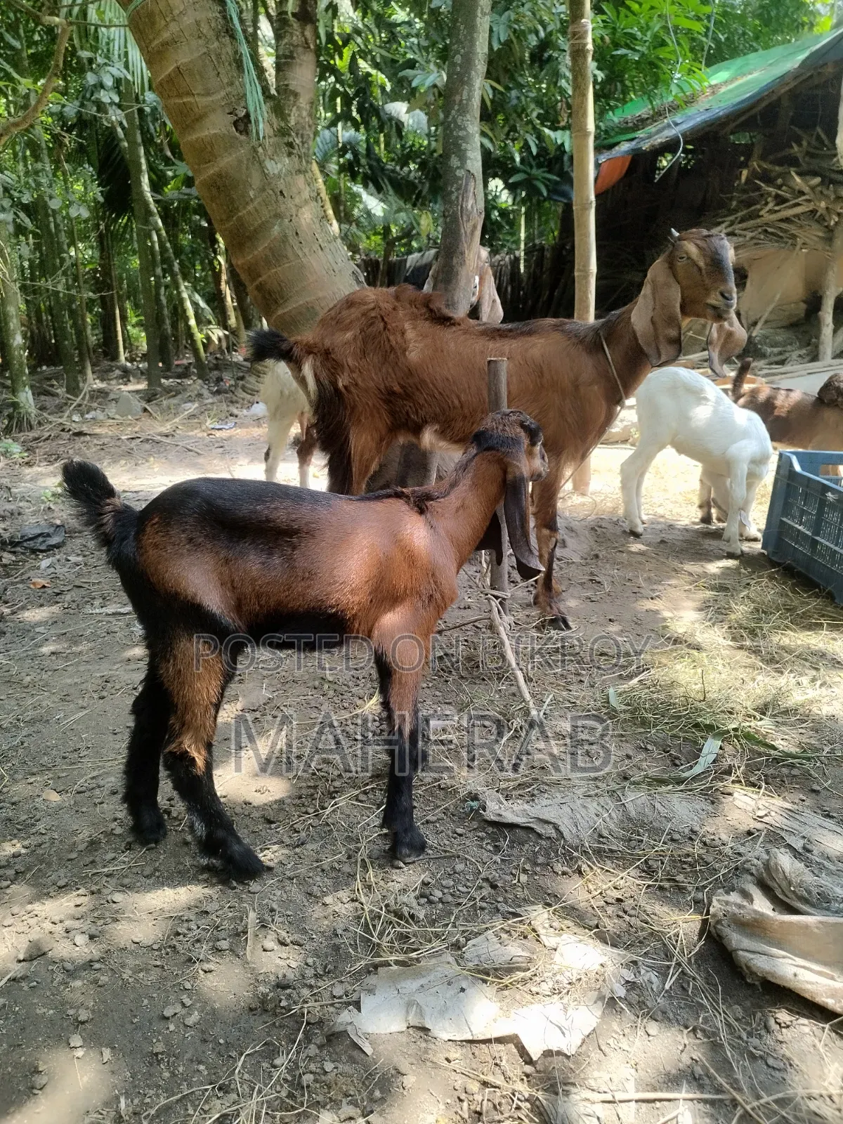 Jamnapari goat with kid