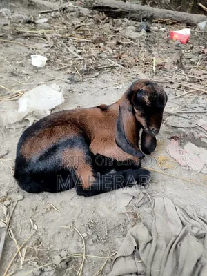 Jamnapari goat with kid