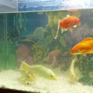 Fish For Sale