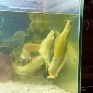 Fish For Sale