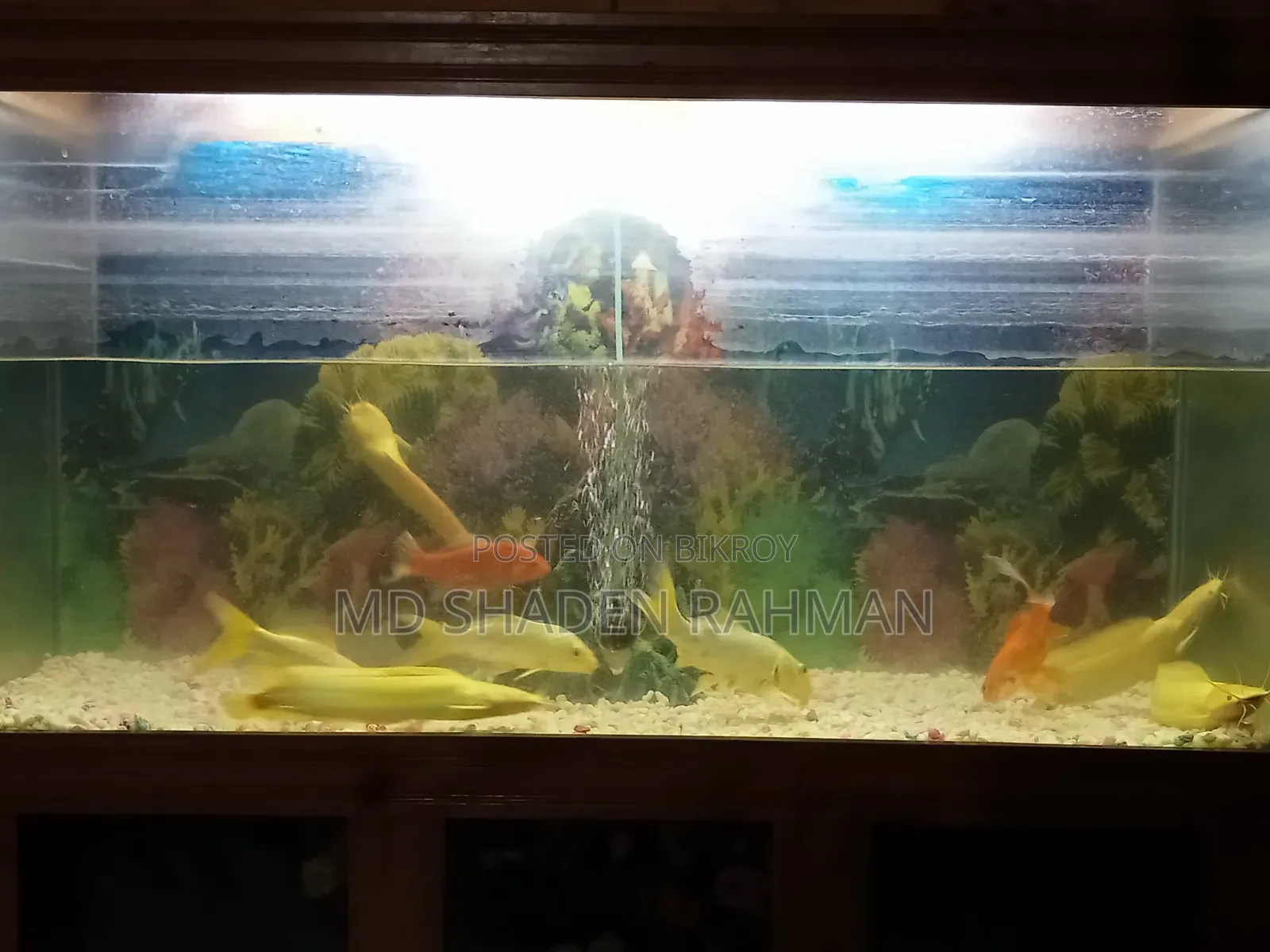 Fish For Sale