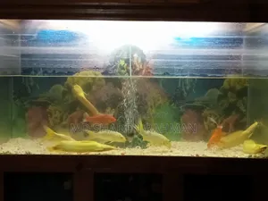 Fish For Sale