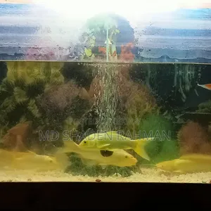 Fish For Sale