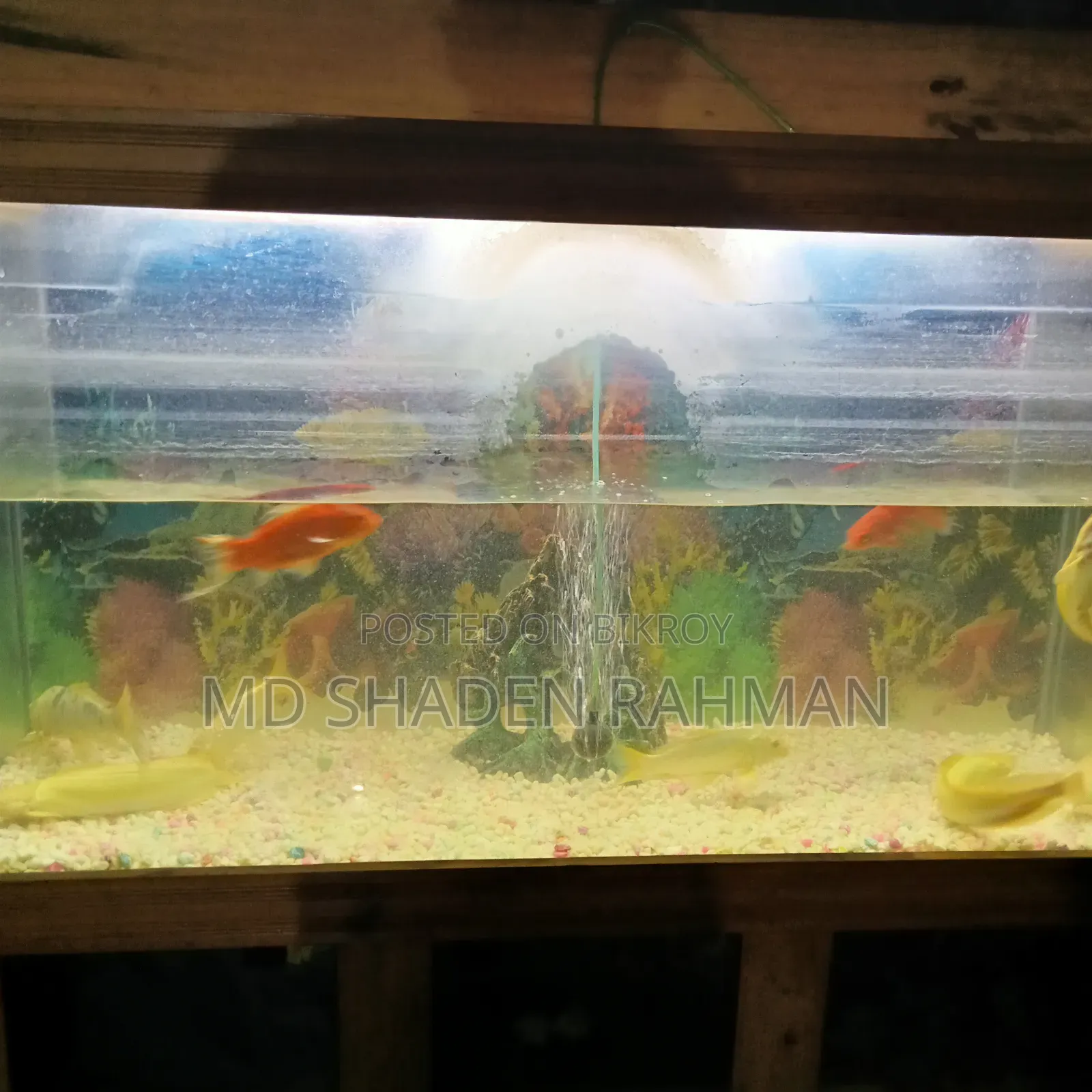 Fish For Sale