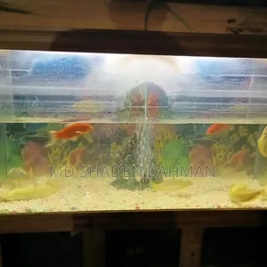 Fish For Sale