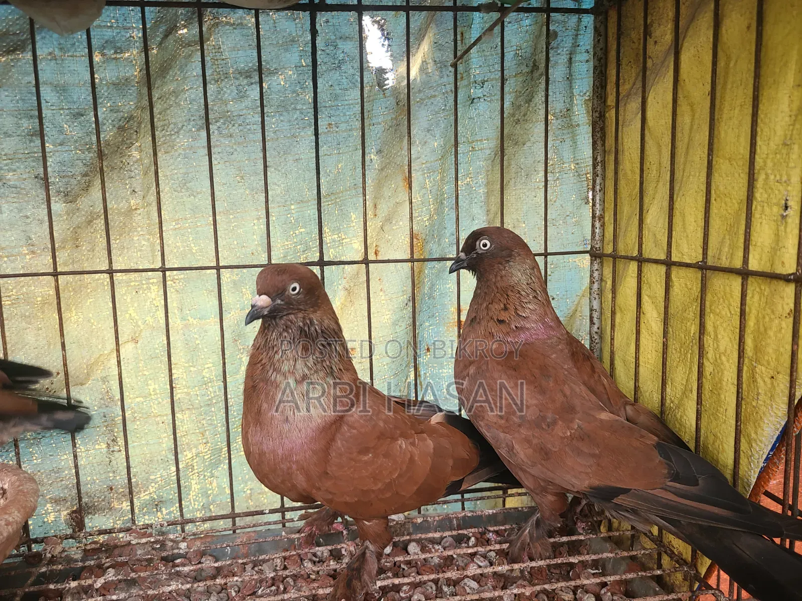 Chila Pigeon