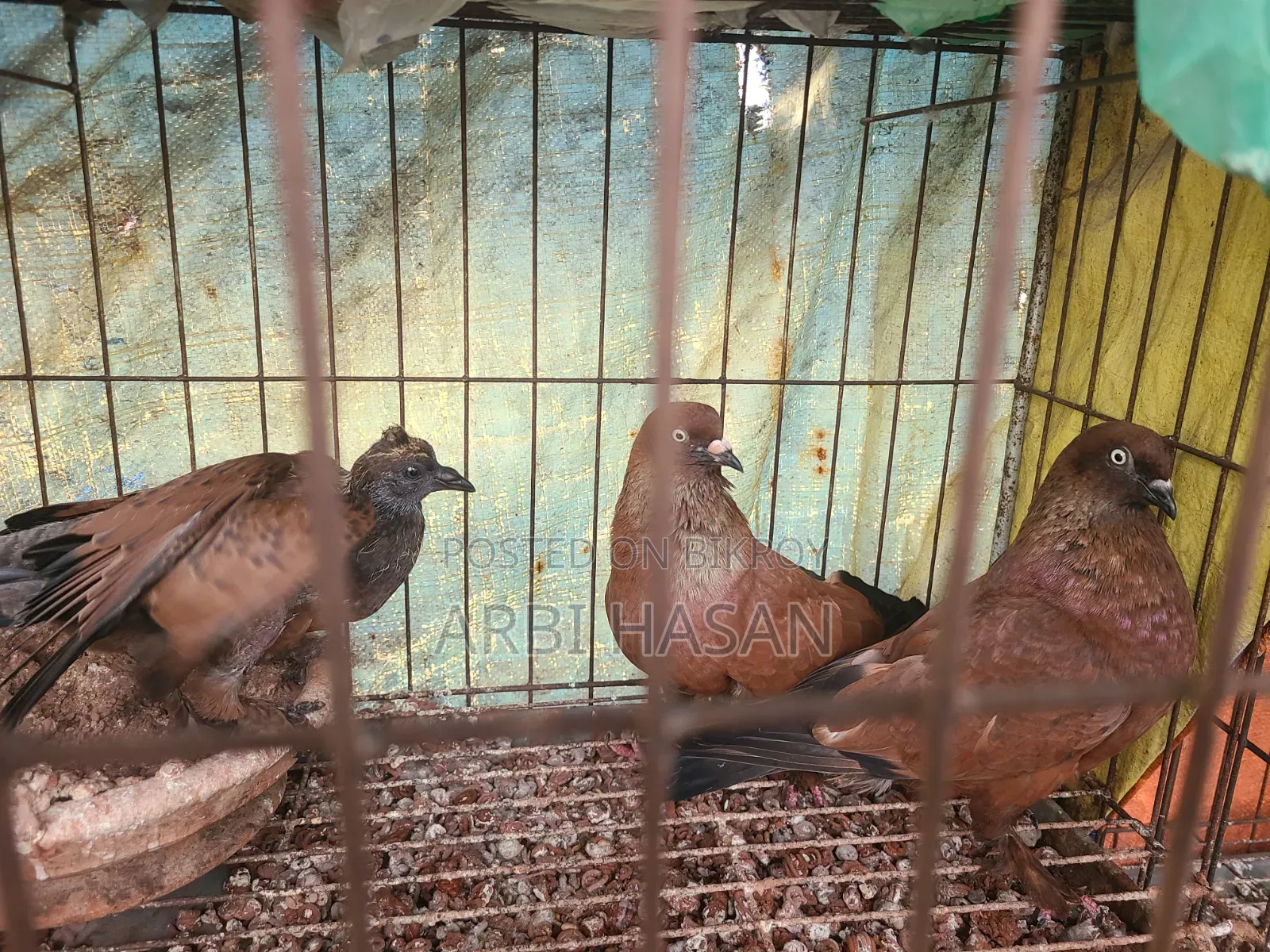 Chila Pigeon