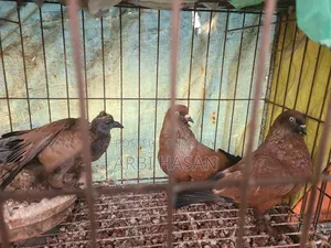 Chila Pigeon