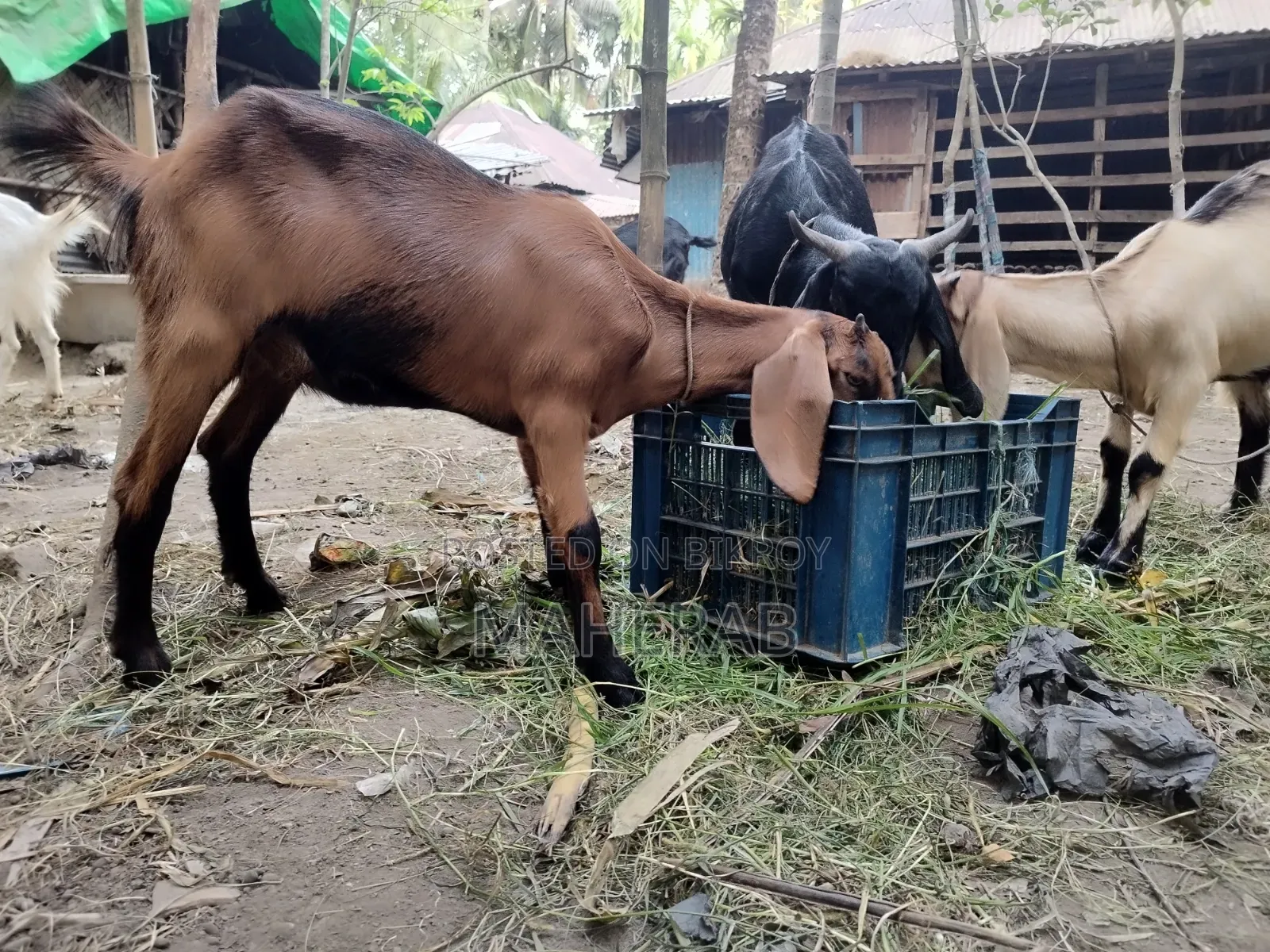 Jamunapari Female Goat