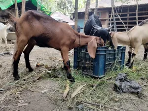 Jamunapari Female Goat
