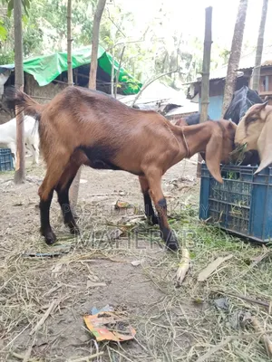 Jamunapari Female Goat