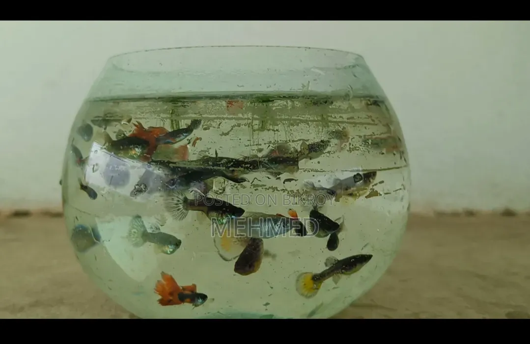 High Quality Mixed Guppy
