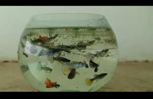 High Quality Mixed Guppy
