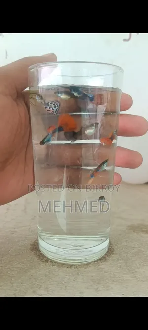 High Quality Mixed Guppy