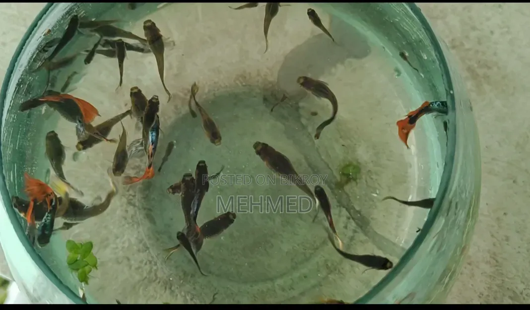 High Quality Mixed Guppy