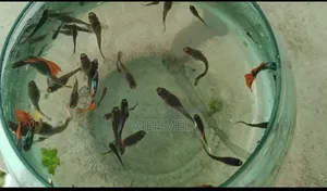 High Quality Mixed Guppy
