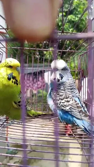 ইংলিশ বাজি ব্রিডিং পেয়ার