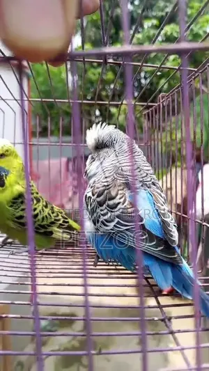 ইংলিশ বাজি ব্রিডিং পেয়ার