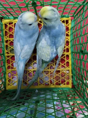 রেইনবো ক্লিয়ারউইং পাইড