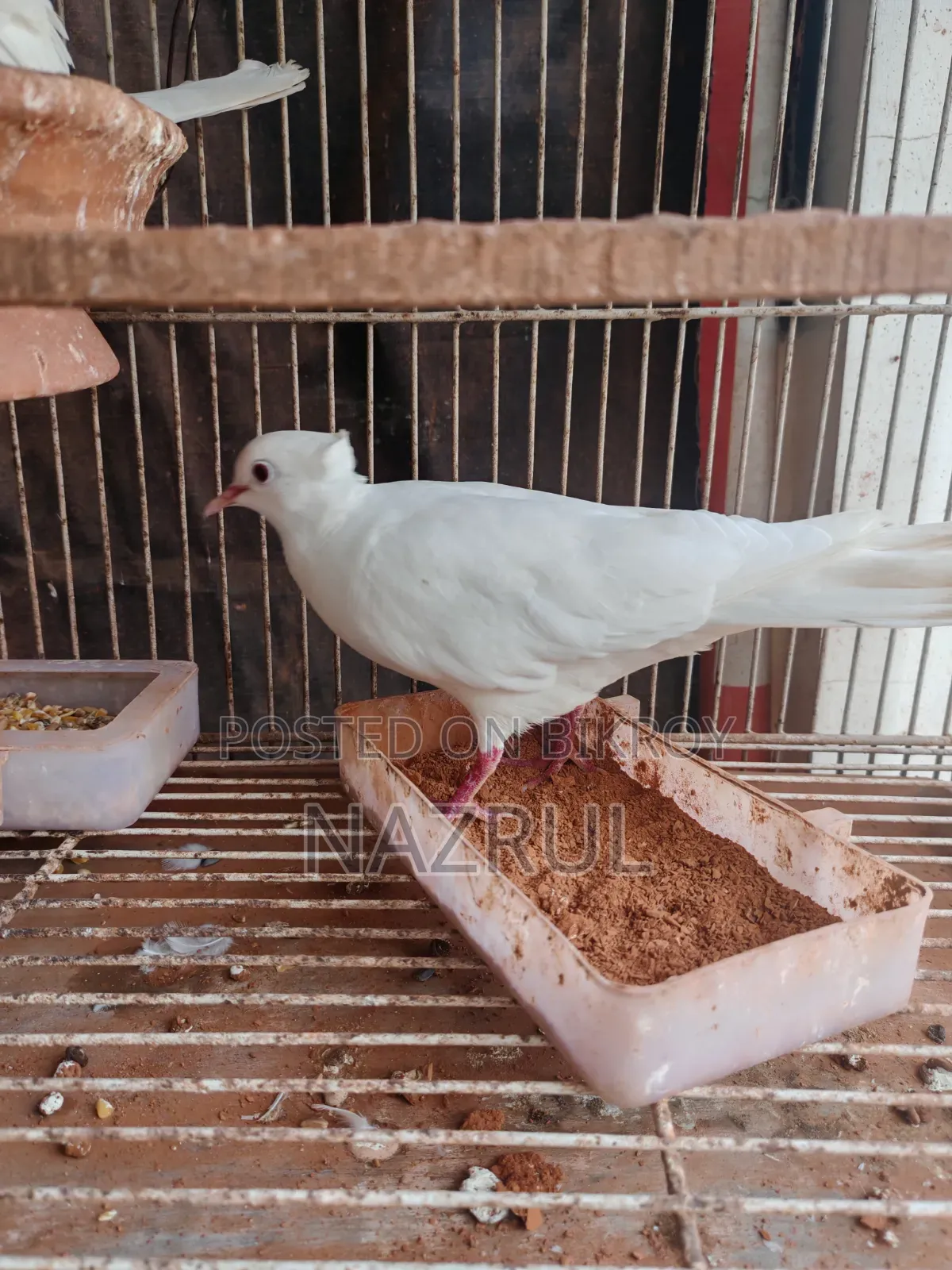 ঘুঘু / Dove