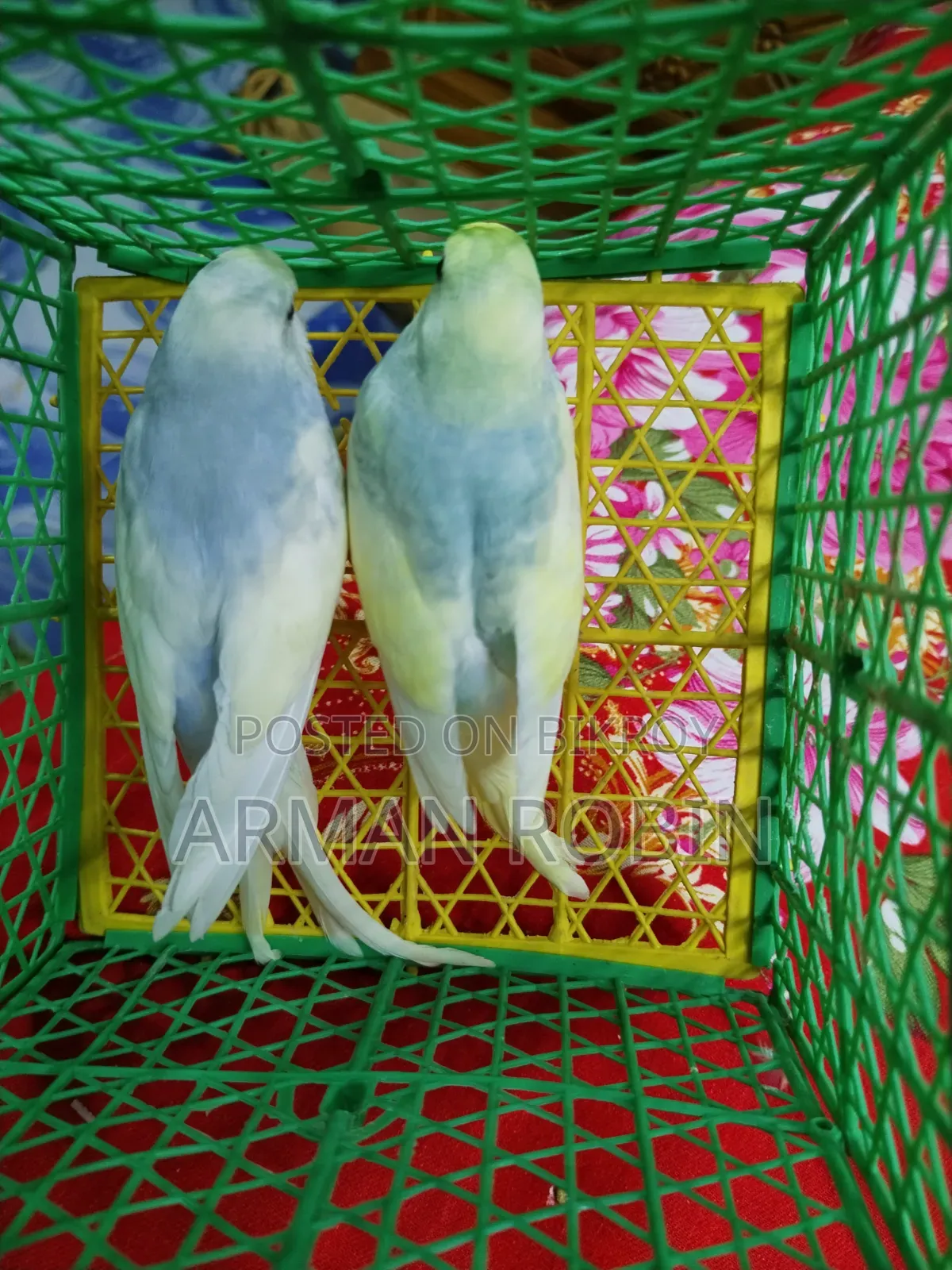 রেইনবো ক্লিয়ারউইং পাইড
