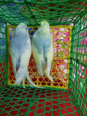 রেইনবো ক্লিয়ারউইং পাইড
