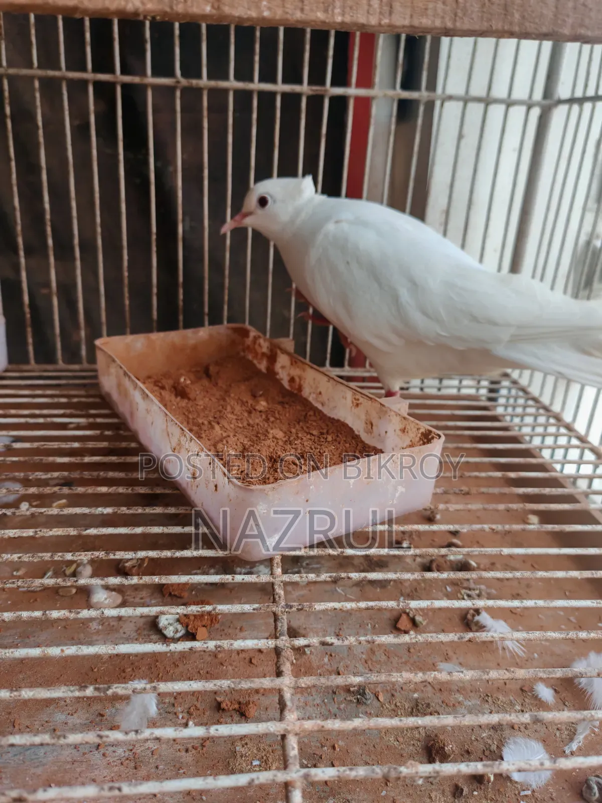 ঘুঘু / Dove