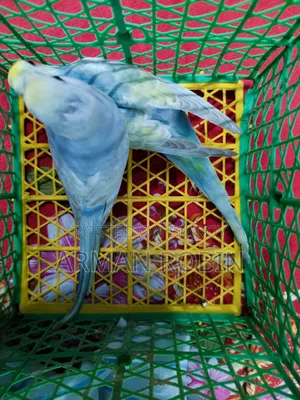 রেইনবো ক্লিয়ারউইং পাইড