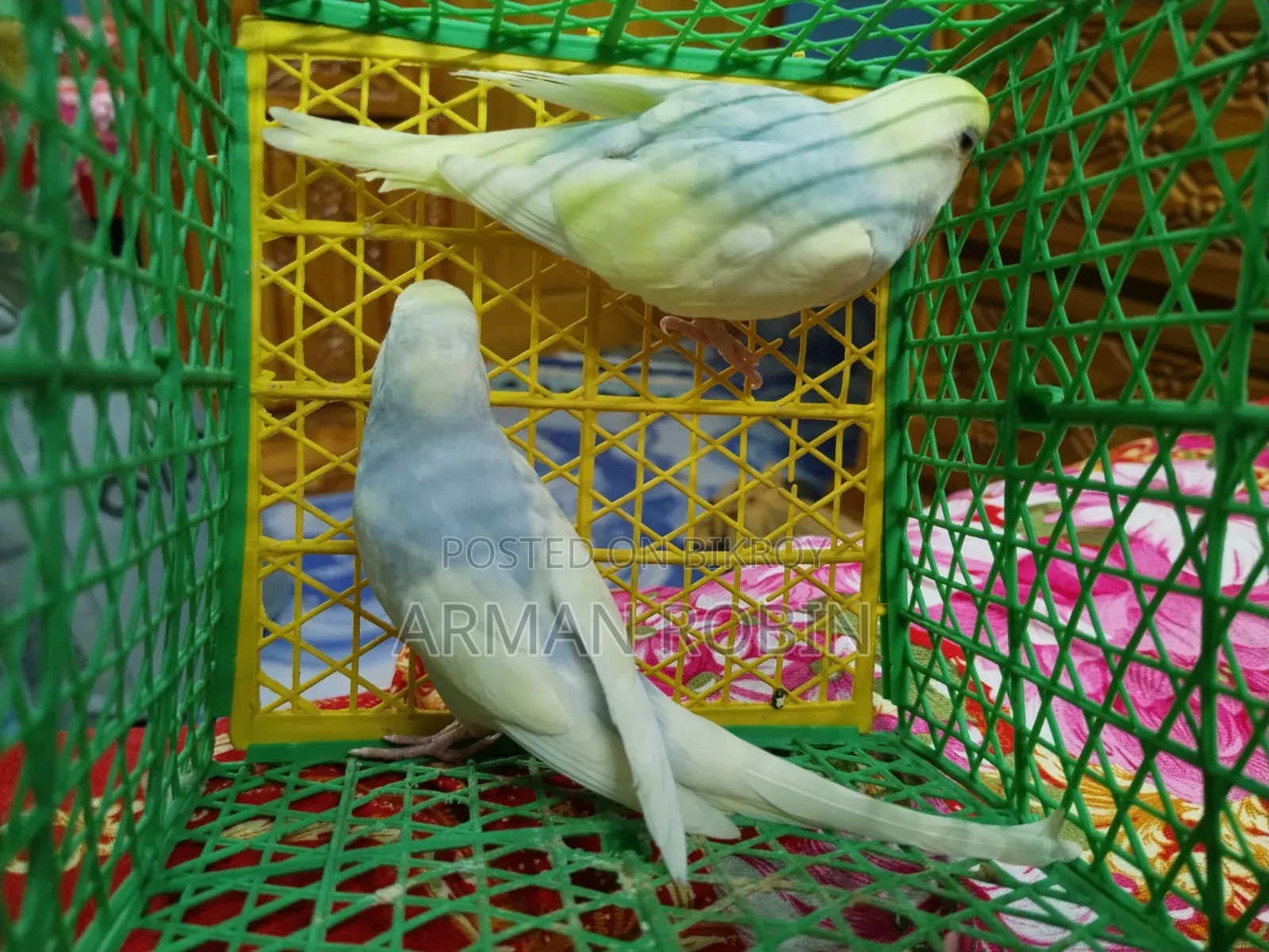 রেইনবো ক্লিয়ারউইং পাইড