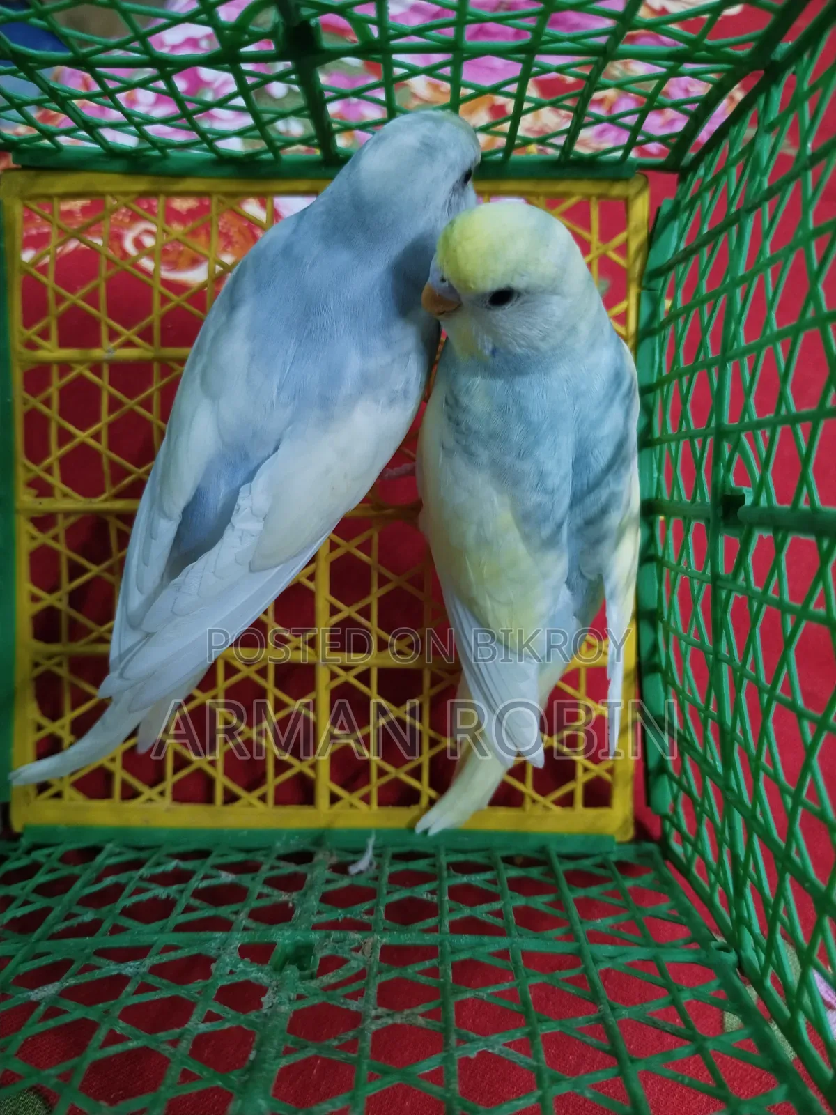 রেইনবো ক্লিয়ারউইং পাইড