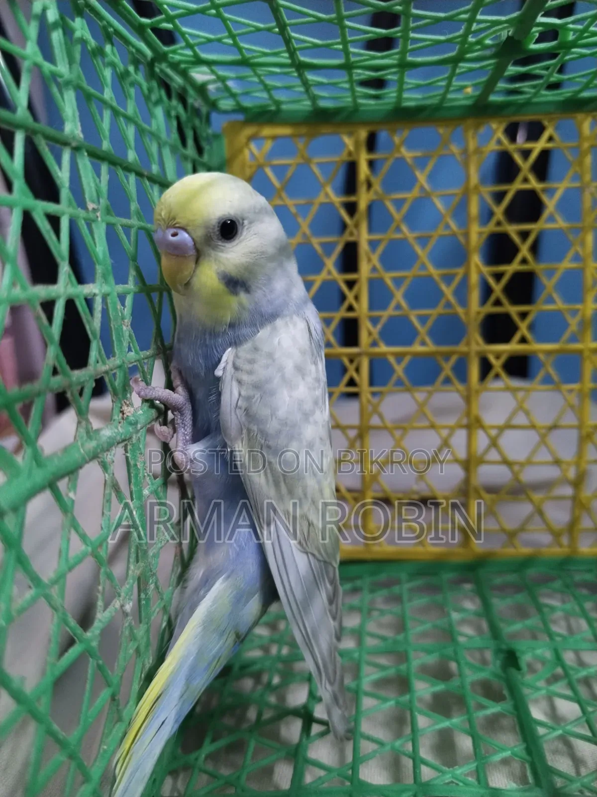 রেইনবো ক্লিয়ারউইং পাইড
