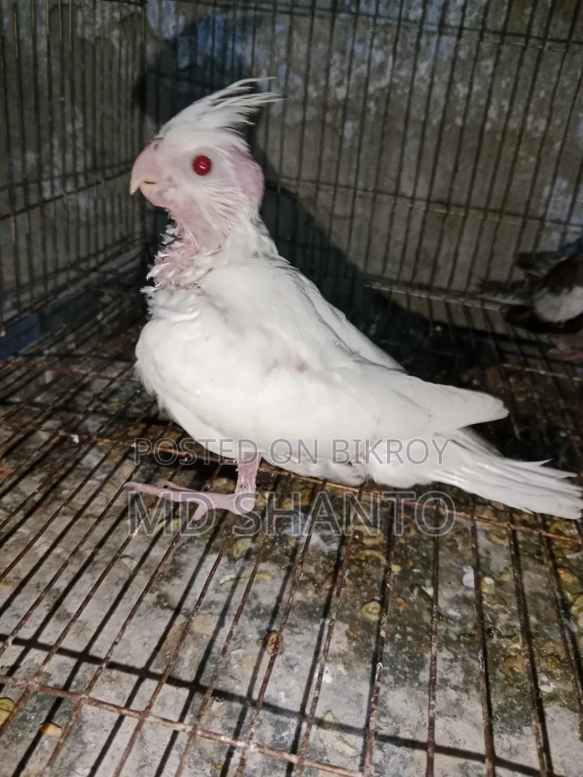 এলবিনো ককাটেল বাচ্চা