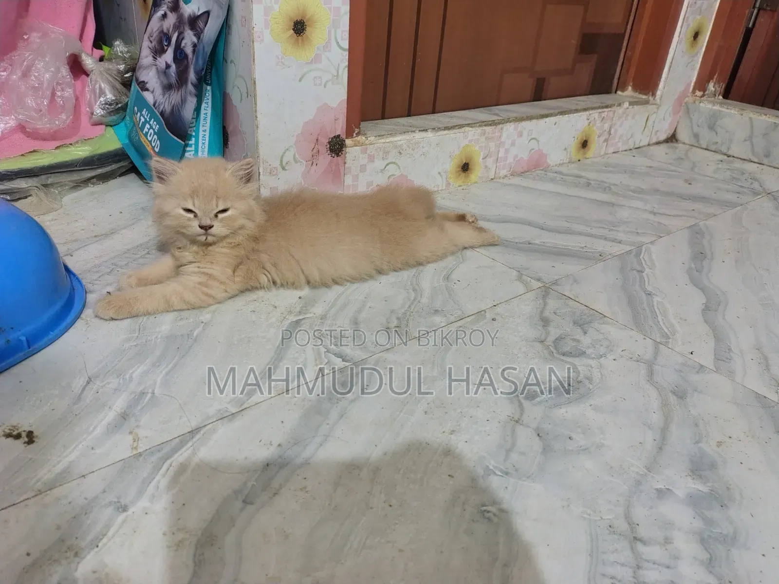 1-3 Months Male Purebred Persian Kitten