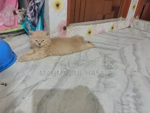 1-3 Months Male Purebred Persian Kitten