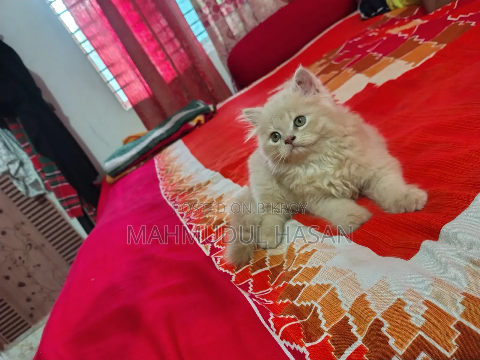 1-3 Months Male Purebred Persian Kitten