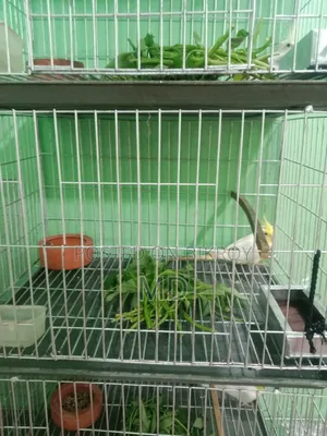 Alhamdulillah Alhamdulillah Good Cage