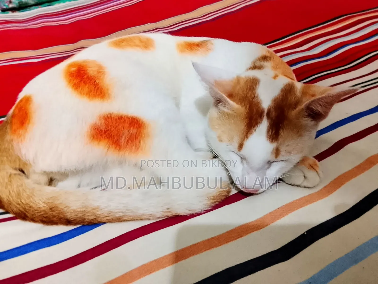 3-6 Months Male Mixed Breed Bengal Cat