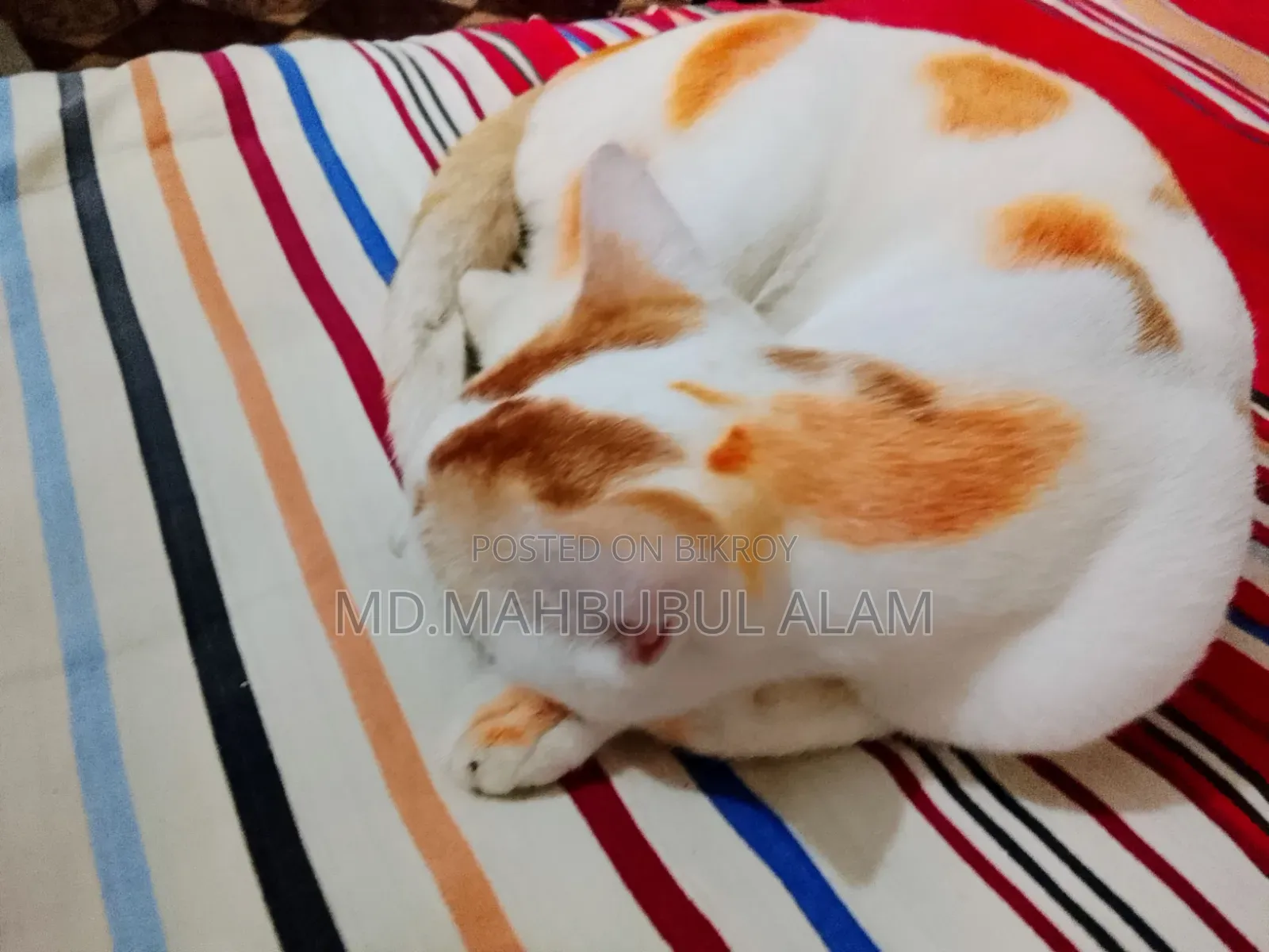 3-6 Months Male Mixed Breed Bengal Cat
