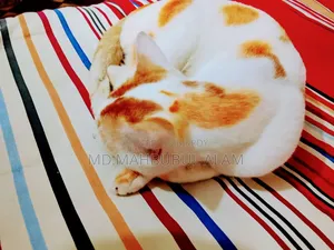 3-6 Months Male Mixed Breed Bengal Cat
