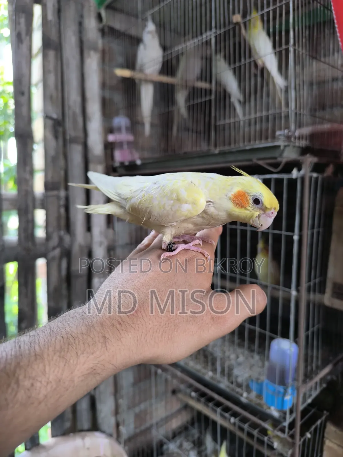 টেম লুটিনো পাল ককাটেল পাখি বিক্রিয় করা হবে 