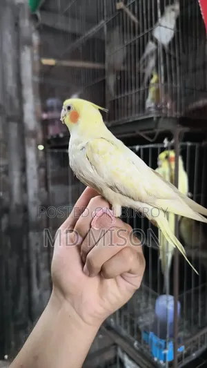 টেম লুটিনো পাল ককাটেল পাখি বিক্রিয় করা হবে 