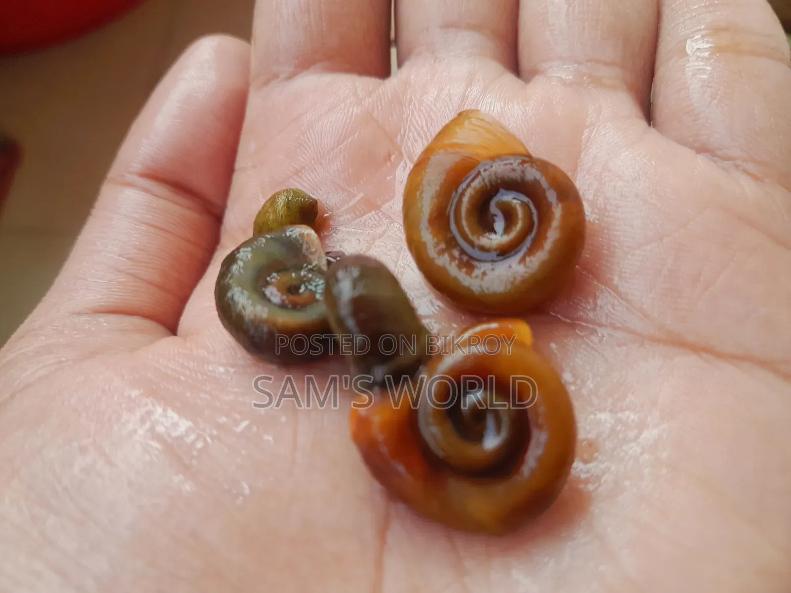 Ramshorn Snail | Red and Black | Live Aquarium Snail