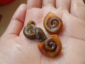 Ramshorn Snail | Red and Black | Live Aquarium Snail