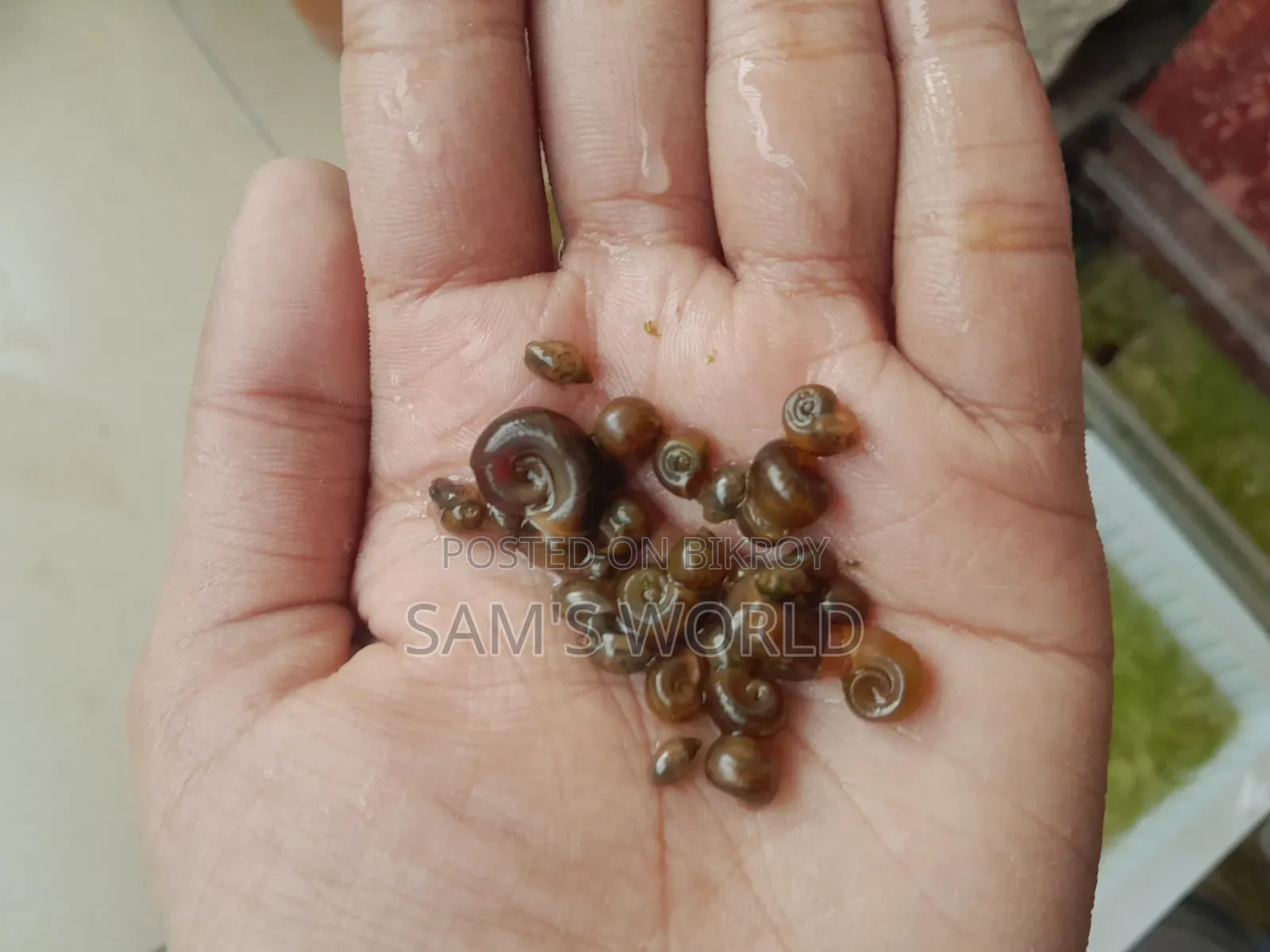 Ramshorn Snail | Red and Black | Live Aquarium Snail