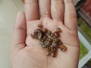 Ramshorn Snail | Red and Black | Live Aquarium Snail
