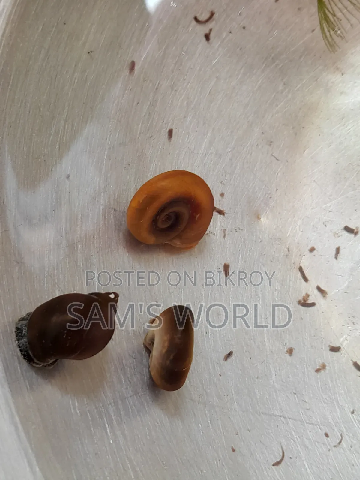 Ramshorn Snail | Red and Black | Live Aquarium Snail