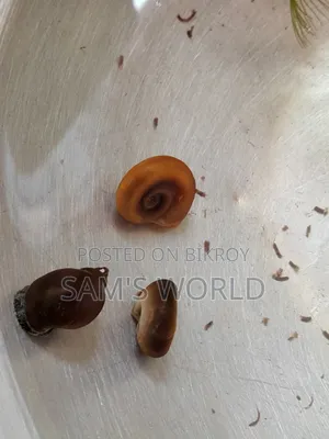 Ramshorn Snail | Red and Black | Live Aquarium Snail