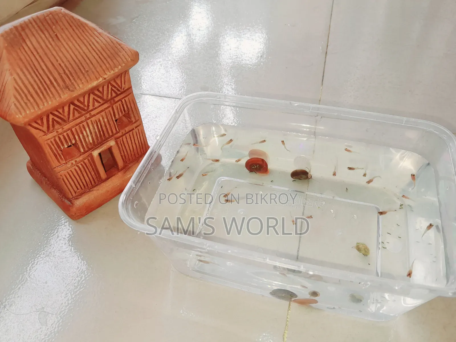 Ramshorn Snail | Red and Black | Live Aquarium Snail