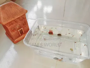 Ramshorn Snail | Red and Black | Live Aquarium Snail