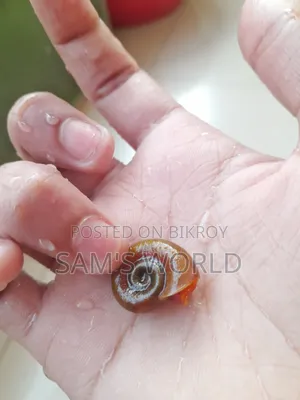 Ramshorn Snail | Red And Black | Live Aquarium Snail